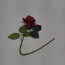 Artificial Plant Anti-Fall Fabric Material Artificial Flower Rose Ornament Easy Care Red