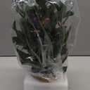 Indoor Fake Olive Plant 12 inch Faux Silk Leaves with Black Rustic Planter Medium Size Perfect Artificial Olive Fruits with Realistic Trunk and Lifelike Stems for Home and Office Decor