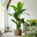Erimda 8.2FT Artificial Banana Tree, Lifelike Fake Banana Leaf Tropical Silk Tree, Easy Assembly Faux Floor Plant with Sturdy Trunk, Maintenance Free for Indoor Home Patio Pool Outdoor Tropical Decor