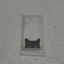 Compatible with iPhone 16 Plus Case Clear Cute for Women - Rugged Phone Cases Funda Protector Cover Skin (Black Cat Ears Animal)
