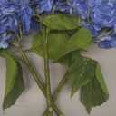 MARTINE MALL 3Pcs 21in Hydrangea Artificial Flowers, Latex Real Touch Hydrangeas Lifelike Large Hydrangea Flowers for Home Decor Party Arrangements Wedding Bouquets Centerpieces (Dark Blue)