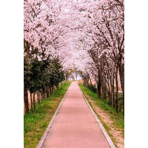 AOFOTO 5x7ft Flower Tree Backdrop Spring Cherry Blossoms Photography Background Girl Lovers Woman Lady Adult Artistic Portrait Park Path Photo Shoot Studio Props Video Drop Wallpaper Drape