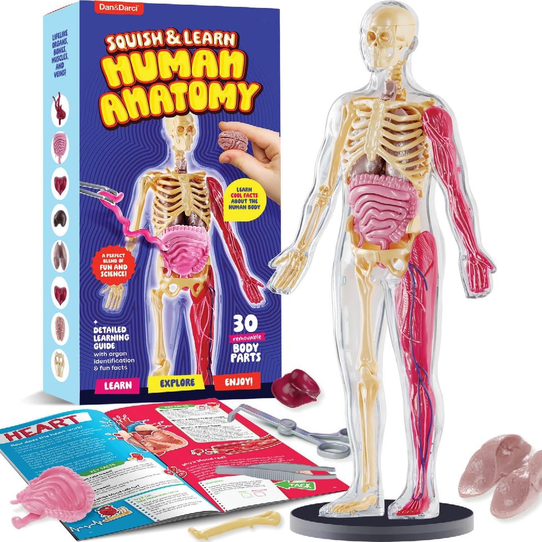 Dan&Darci Human Anatomy Squishy Body Model - Science Kits for Kids Ages 4-8 - STEM Toys for 4 5 6 7 8 Year Old Boy Birthday Gift - Learning Educational Toys for Ages 5-7 Boys Gifts - Skeleton Parts