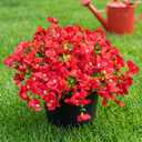 Artificial Flowers for Outdoor, UV Resistant Fake Silk Pansies Flowers, Realistic Faux Plants for Outside Indoor Porch Patio Window Box Planter Home Decor (16, Red)
