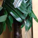 7FT 224LED Colorful Lighted Palm Tree with Coconuts Outdoor Artificial Fake Palm Tree with Remote for Outside Patio Pool Hawaiian Luau Jungle Party