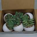 Der Rose Set of 6 Succulents Plants Artificial in Pots Small Fake Plants for Bedroom Aesthetic Living Room Shelf Bathroom Decor Office Desk Accessories (Green)