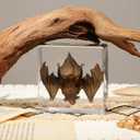 9 Pcs Insects Taxidermy Bat Set,Bat Specimen Bugs in Resin Taxidermy Animal Bulk Collection for Scientific Eduation,Entomology Supplies Display,Oddity Bug Gifts Decor Paperweights(Real Bat in Resin)