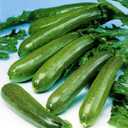 2 x Seeds SunGreen Zucchini Squash Non GMO Vegetable Heirloom for Planting