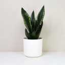 23" Sansevieria Artificial Plant in Ceramic Pot, Small Indoor Plant, Artificial Snake Plant, Artificial Plants Like Real, Perfect for Bathroom, Bedroom, Home, Office Decoration