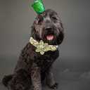 Elegant little tail St. Patrick's Dog Collar, Green Clover Dog Collars Cute Pet Gift Cute Puppy Flower Adjustable Pet Collars for Small Dogs (Small (Pack of 1), B: Gold Lucky)