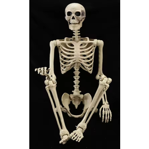 Posable Halloween Skeleton, Full Body Life Size Skeleton with Movable Joints for Indoor Outdoor Halloween Decorations, Spooky Party Props Decor