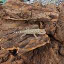Kisangel Reptile Bark Climbing Platform and Hideout Hut - Natural Terrarium Decoration for Snake Lizard Gecko Tanks - Multi-Functional Habitat Accessory for Climbing Hiding Exploration