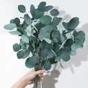 Dried Preserved Eucalyptus Stems, 7-10 Pcs Real Natural Silver Dollar Leaves, 5-17" Real Fresh Eucalyptus Plant Branches for Wreath, Home, Wedding Décor, Mother's Day, Floral Arrangement Vase Filler