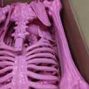 Watayo 5.5 Ft Halloween Pink Skeleton Large Decoration with Movable Joints