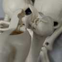 2 Pack 36"Halloween Skeleton - 3 ft Life Size Human Skeleton with Full Body Posable Joints Plastic Skeleton for Halloween Skeletons Decor Yard Patio Lawn Garden Skeleton Props Spooky Party Decoration