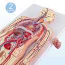 Human Circulatory System Relief Model Half Life Size Anatomy Model with Heart, Arteries, Veins, Organs for Classroom, Science Lab, Medical Learning