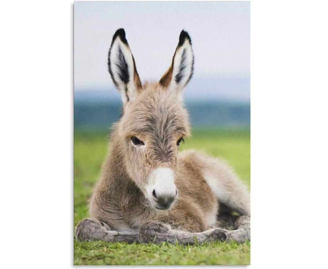 Animal Baby Donkey Meadow Room Aesthetics Posters Canvas Posters Bedroom Decoration Sports Office Decoration Gifts Wall Art Decoration Printing Posters, 40inx30in