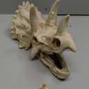 kathson Large Resin Dinosaur Triceratops Skull Dcor Aquarium Decoration Reptiles Hideout Fish Tank Ornament Home Landscape Decor