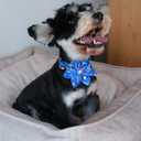 Unique style paws Independence Day Flag Dog Collar, Best for Small Medium Large Boys Girls Dogs (XL, ice flag flower)