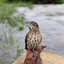 HiLine Gift Ltd. Motion Activated Singing Songbird Standing on Stump Statue,Brown