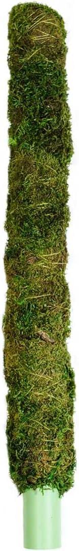 Galapagos 22205 Mossy Perch for Aquarium, 18", Fresh Green Galapagos 22205 Mossy Perch for Aquarium, 18", Fresh Green