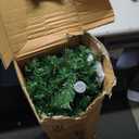 Prelit Christmas Tree 6ft with Remote Control, 8 Light-Modes Artificial Christmas Trees with Lights, Xmas Tree with 1000 Thick Branch Tips & 250 Lights, Easy Assembly Holiday Dcor for Home