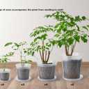 8 pcs 5/6/7/8 inch Large Clear Nursery pots for Plants with Saucers,Thick Plastic Nursery pots for Plants with Drainage Holes for Monstera Plant Live,Ariod,etc, 5/6/7/8 inch with trays