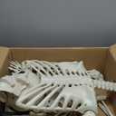 WODMAZ 5.4Ft Halloween Skeleton, Full Size Posable Skeleton with Glowing Eyes Creepy Sound, Full Body Life Size Skeleton and 2 Arm Stakes for Halloween Indoor Outdoor Haunted House Decorations