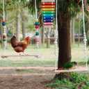 Chicken Swing Toy Chicken Coop Accessories Bird Swings | for Large Bird Parrot Hen Rooster Chick Toy,Parrot Swing