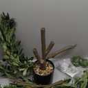 Nearly Natural 4-FT Artificial Fruiting Olive Tree with 280 Warm White LED Lights, Faux Olive Tree Indoor Home Décor, Pre-lit with Lifelike Fruits and Sturdy Base Stand