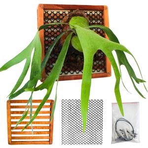 Staghorn Fern Mounting Kit, Set of 2 x 12 Inches Square Wooden Mounting Blocks, Air Plants Frame, Orchid Mount