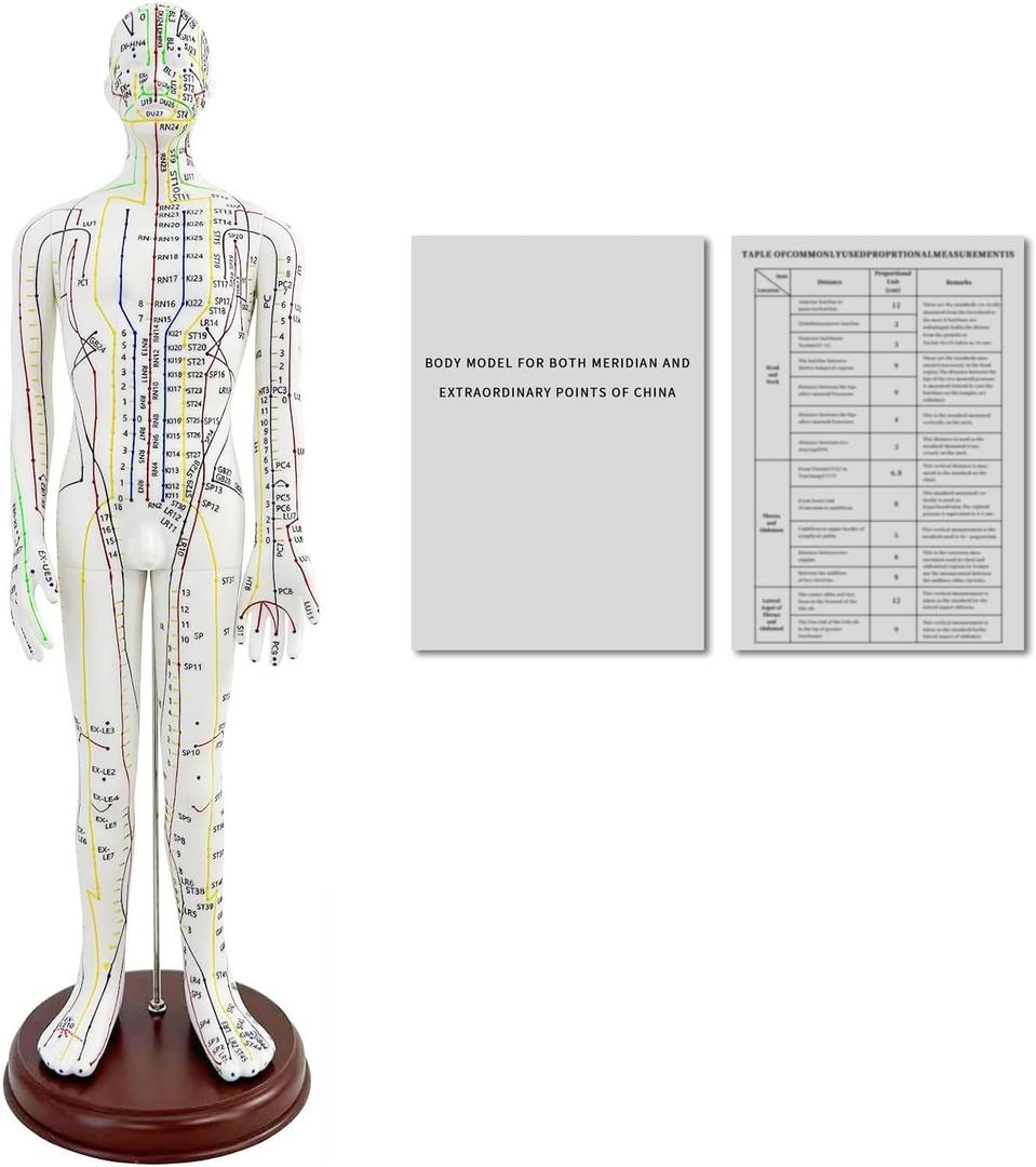 1/3 Life Size Human Acupuncture Model, 21'' Human Acupuncture Point Mannequin with Acupuncture Point Location Instructions Used for Needle Insertion Practice