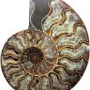 Natural Beautiful Ammonite Fossil Conch Specimen Collectibles Home Decor Gifts Ornament (6-7in)