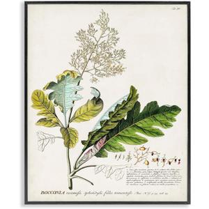 Stupell Industries Botanical Plant Illustration Leaves Vintage Design Black Framed Wall Art, Multi-Color, 16x20 (fap-211_fr_16x20)
