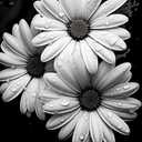 DIY 5D Diamond Art Painting Kits for Adults Black and White Daisy Flower Round Full Drill Canvas Gems Cross Stitch Art Kit Painting by Diamond Mosaic Craft for Home Decoration 40x50cm(1)