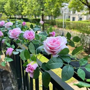 Shyshining 5.9FT Bendable Rose Flower Garlands, Artificial Silk Wild Roses Vine Hanging Flowers for Wall Fireplace Fence Trellis Wedding Baby Shower Home Spring Summer Decor(Pink)