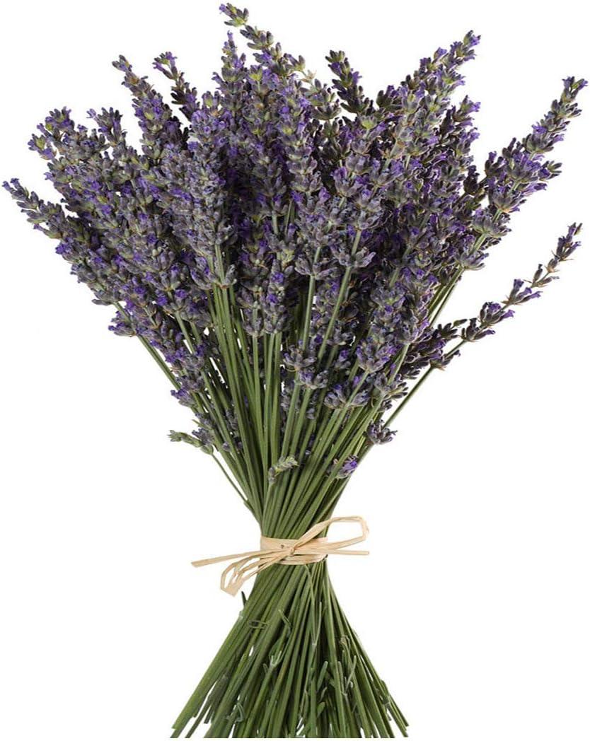 TooGet Natural Lavender Bundles, Freshly Harvested 400+ Stems Dried Lavender Bunch 16" - 18" Long, Decorative Flowers Bouquet for Home Decor, Crafts, Gift, Wedding or Any Occasion