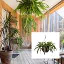 Pure Garden Faux Boston Fern – Hanging Natural and Lifelike Artificial Arrangement and Imitation Greenery with Basket for Home or Office Décor