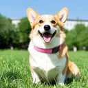 ARLESIM Reflective Dog Collar with Airtag Protective Cover.Padded with Soft Neoprene Breathable Quick Release for Medium Dogs Hot Pink