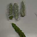 MTLEE 4 Pcs 5 Inch Christmas Tree Shaped Taper Candles Green Xmas Holiday Candle Unscented Candlesticks for Christmas Party Room House Kitchen Decor Wedding Decorations Gift