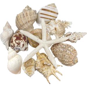 12 PCS Large Seashells Natural Mixed Beach Sea Shells Starfish, Perfect for Beach Theme Party, Home Decor, DIY Crafts, Fish Tank and Vase Filler