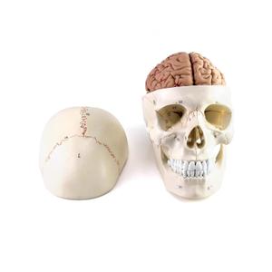 QWORK Human Skull and Brain Anatomy Model, 11 Parts, Life Size, Numbered, Anatomically Accurate, for Science Medical Teaching Learning