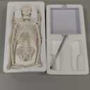 Mini Human Skeleton Model, 17.7 Small Skeleton Anatomy Model W/Movable Arms, Legs and Stand for Student Kid to Study Human Skeletal System Anatomy, Physiology Decor Halloween Manual Included