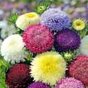 Seeds Aster Princess Mix - Annual Flowers for Planting - GMO Free