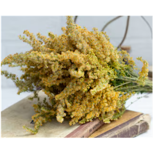 27"L Dried Canada Goldenrod