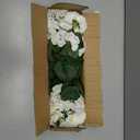 Artificial Geranium Fake Flowers for Outdoors Decoration, 6 Bundles Silk Geraniums White Flower UV Resistant Look Real Faux Plants for Front Door Garden Porch Planter Patio Balcony Yard Indoor Home