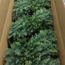 THE BLOOM TIMES 4ft Artificial Topiary Trees Set of 2, 48 inch Faux Cedar Cypress Spiral Topiary Trees Outdoor - Fake Plants for Garden Front Porch Indoor Outside Planter Christmas Decor 4 Foot (Cedar Yellow Green)