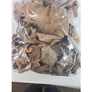 Dried Organic Sycamore Leaves Get (2) 1 Gallon Bags of Sycamore Leaves, Isopods Feeder, Bioactive