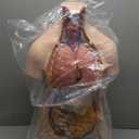 3B Scientific B09 Classic Unisex Torso 12-part - 3B Smart Anatomy