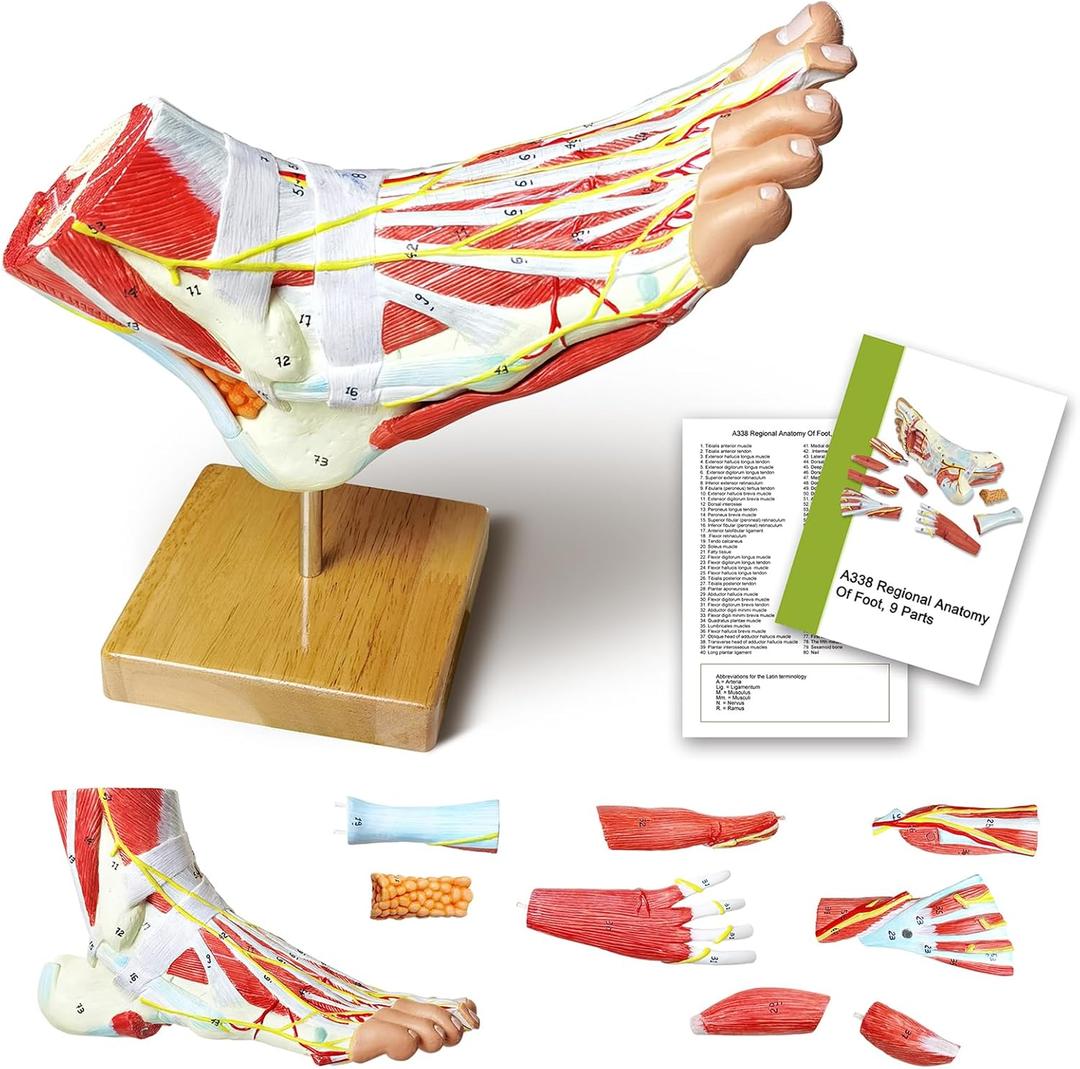 NEW HORIZON Natural Large Foot Anatomical Model 9 Parts with 81 Digital Signs and Corresponding Text Descriptions, including Bones, Muscles, Ligaments, Nerves, and Blood Vessels of The Human Foot